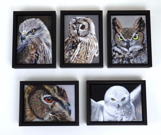 Red kite and owls mini series