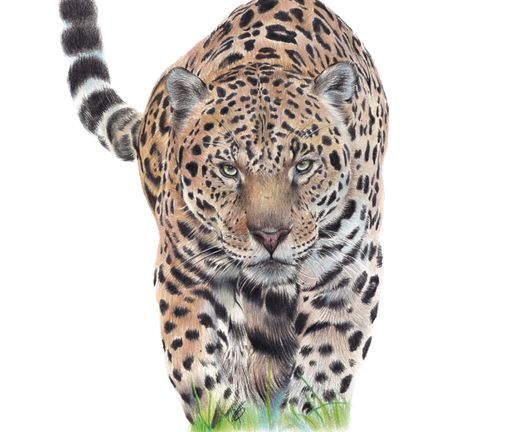 Napo the jaguar